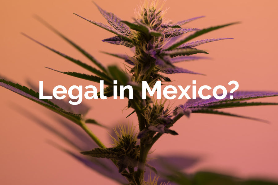 Will be legalized in Mexico the world’s largest legal Cannabis Market?