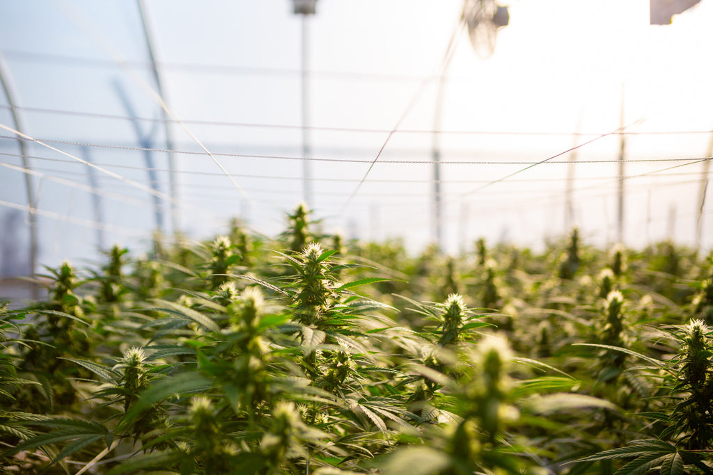 The beauty of hemp and what makes it so versatile