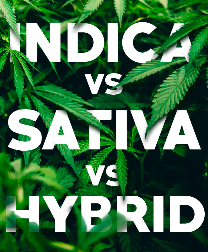 Indica vs. Sativa vs. Hybrid